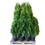 Verkleinertes Bild von Lebensbaum 'Smaragd' 120-140 cm 25 Stück