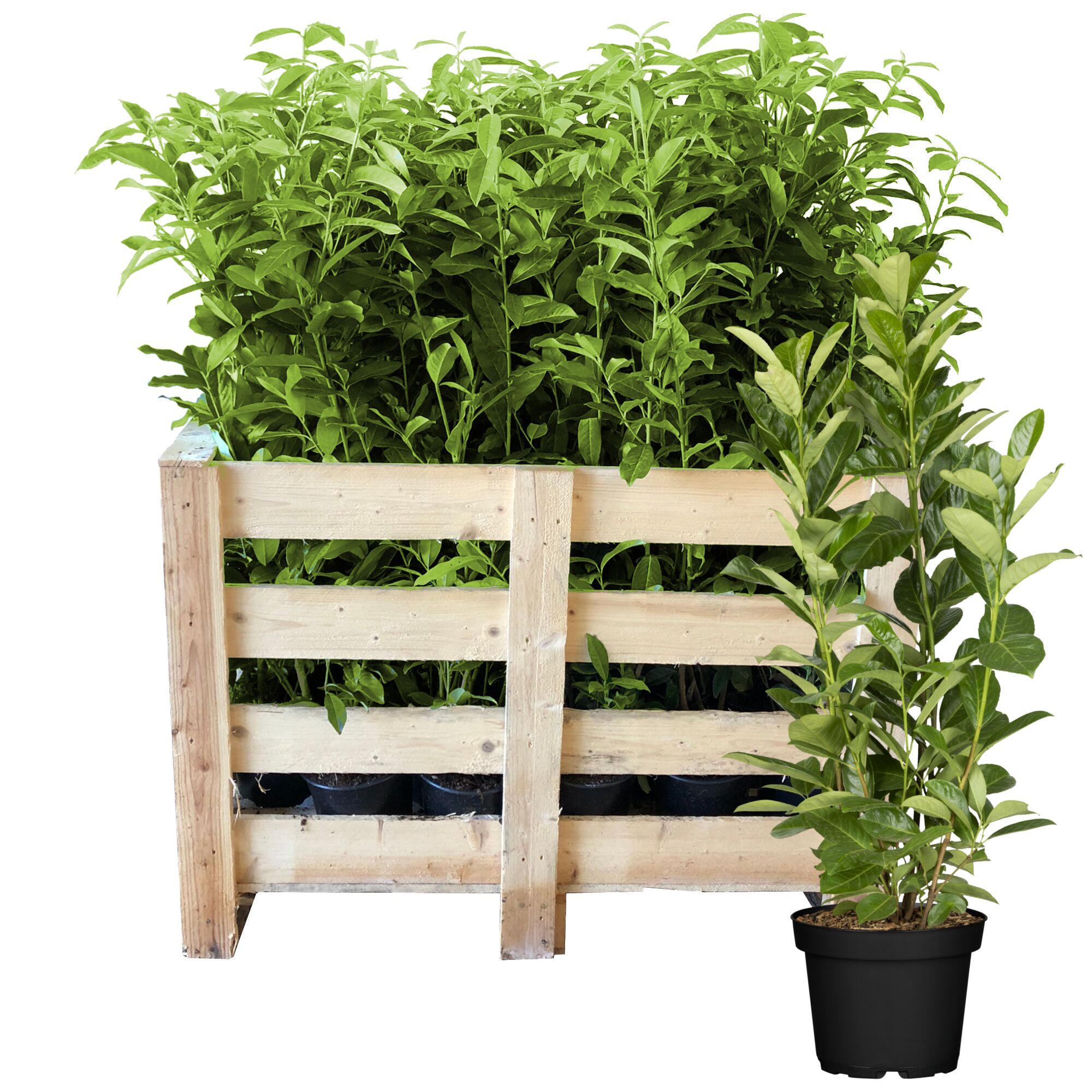 Kirschloorbeer in Holzkiste und Topf