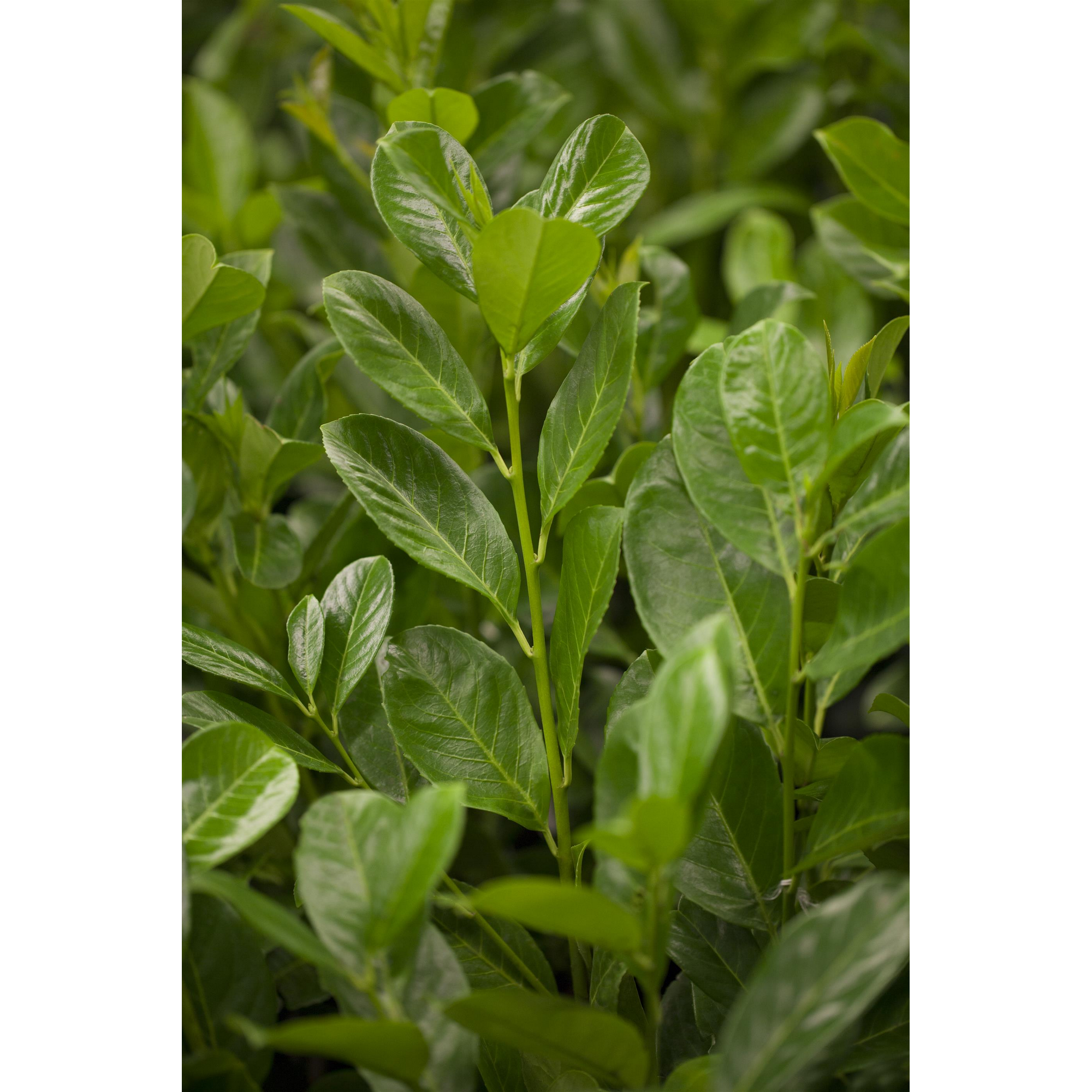 Kirschlorbeer 'Rotundifolia' 80-100 cm 50 Stück + product picture