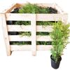 Grüne Thuja Brabant Pflanzen in Holzkiste und Topf
