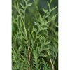 Nahaufnahme von Thuja Brabant Lebensbaumzweigen