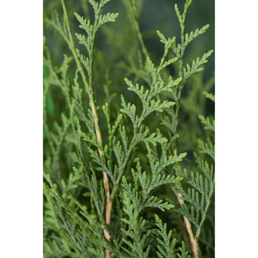 Nahaufnahme von Thuja Brabant Lebensbaumzweigen