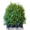Grüne Thuja Brabant Pflanzen auf Palette
