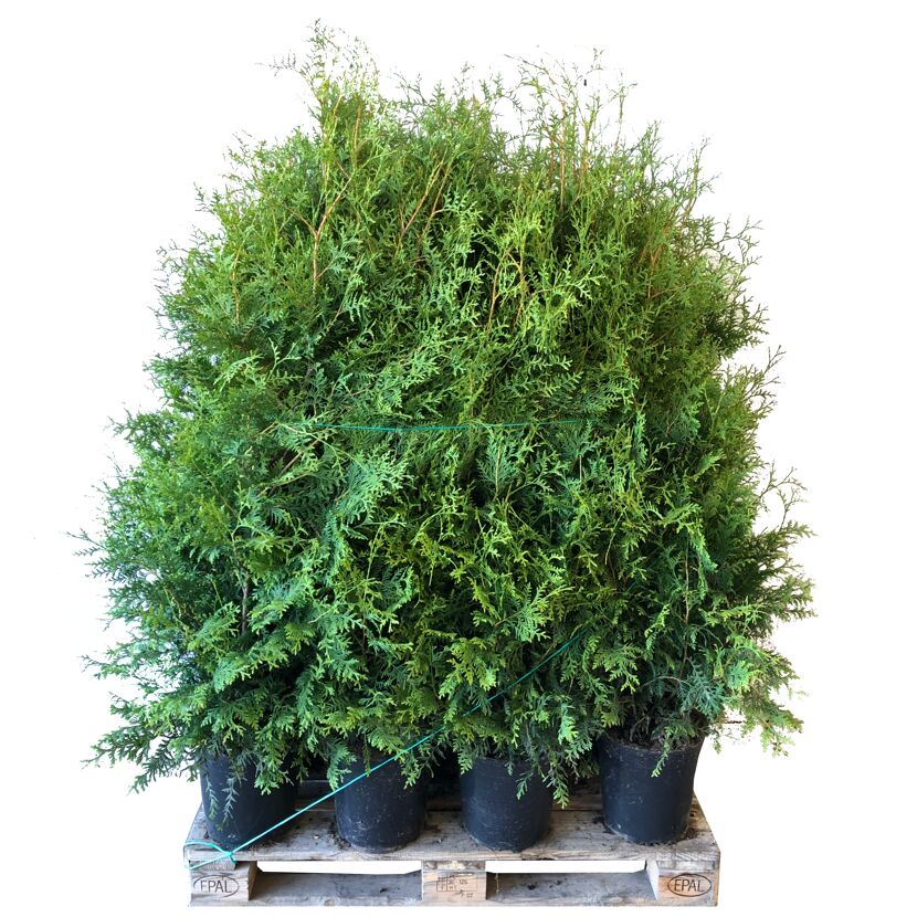 Grüne Thuja Brabant Pflanzen auf Palette