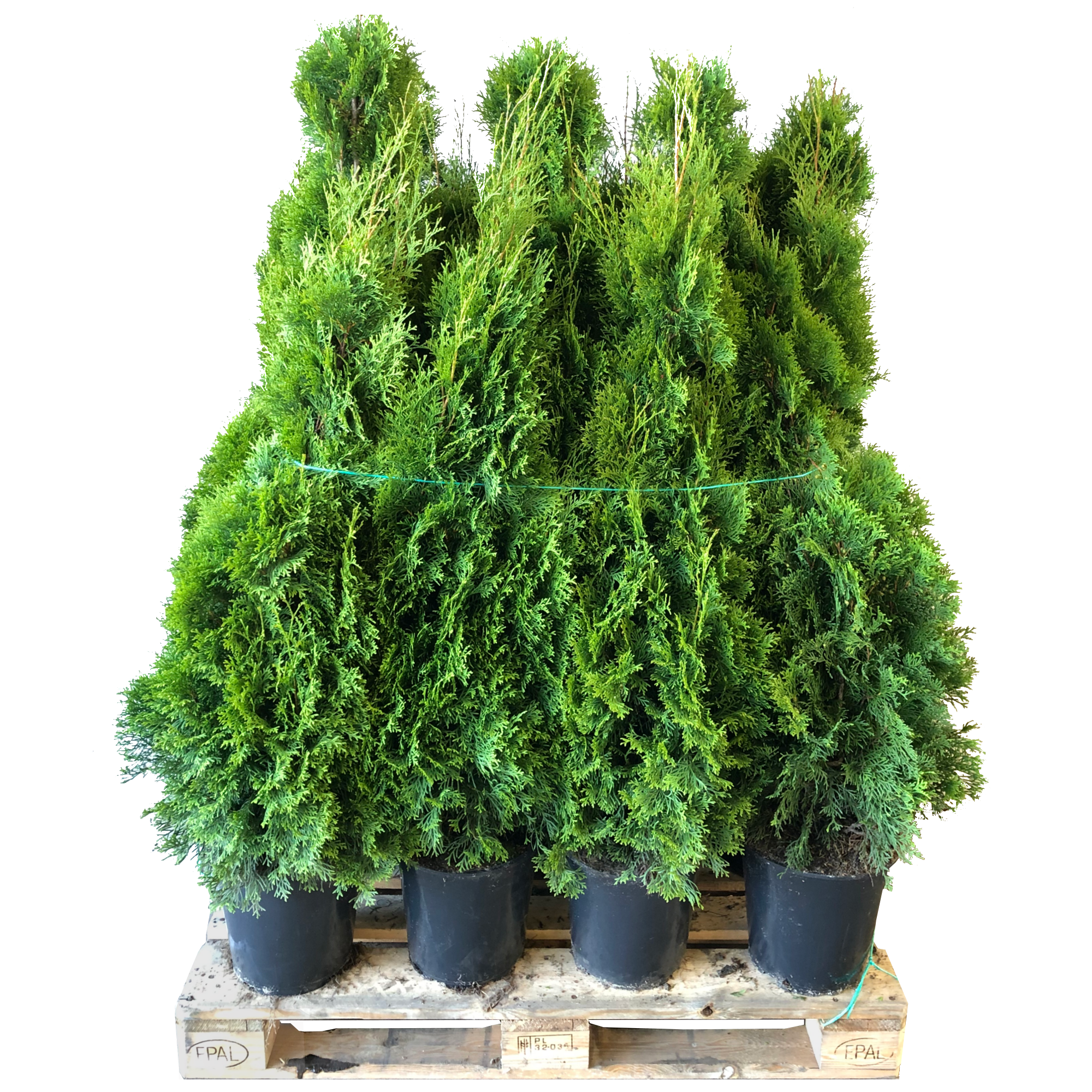 Lebensbaum 'Smaragd' 100-120 cm 15 Stück + product picture