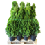 Verkleinertes Bild von Lebensbaum 'Smaragd' 100-120 cm 15 Stück