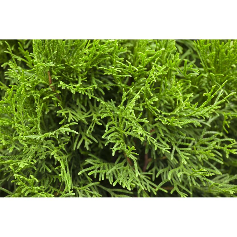 Nahaufnahme von Thuja Smaragd Lebensbaum