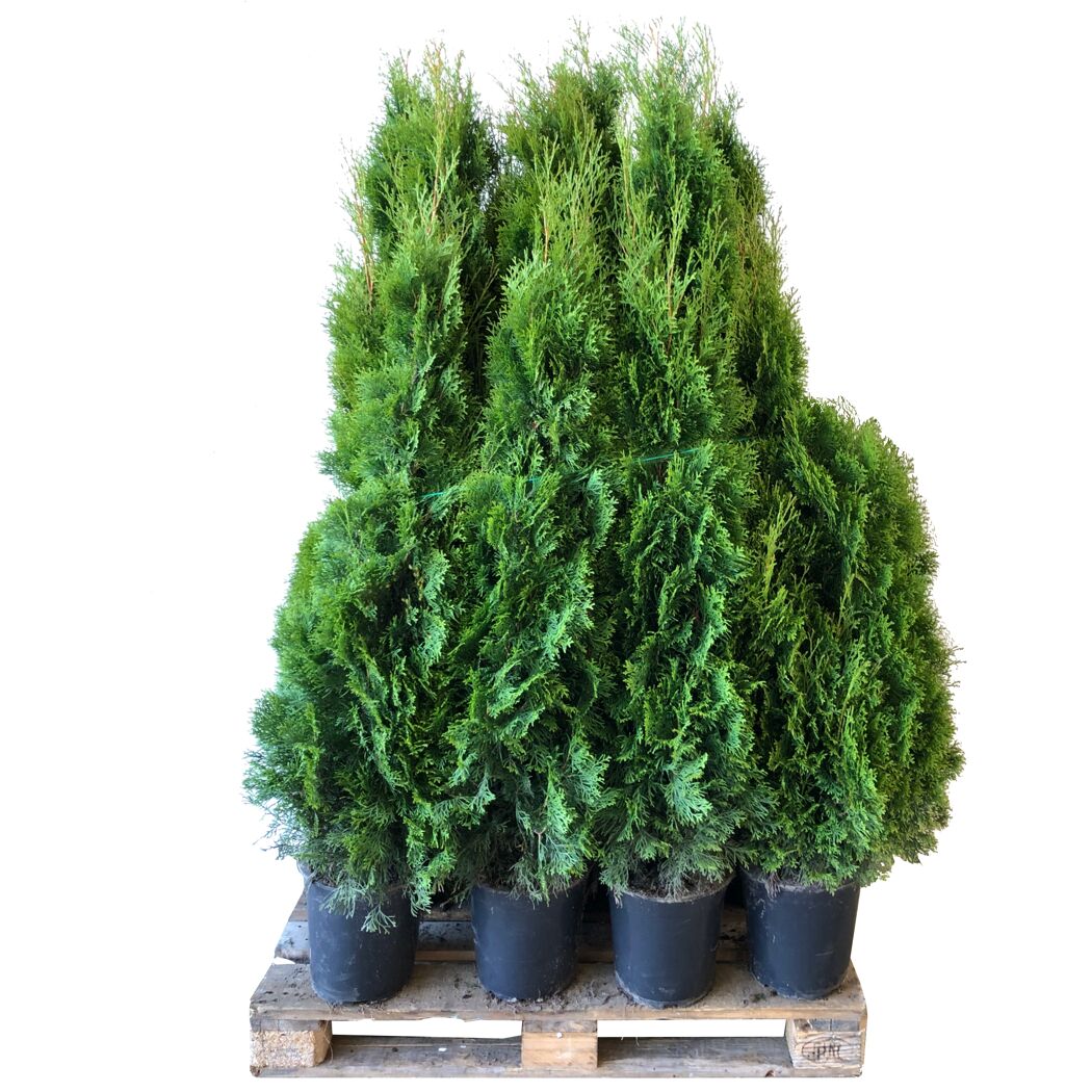 Grüne Thuja Smaragd Lebensbäume auf Palette