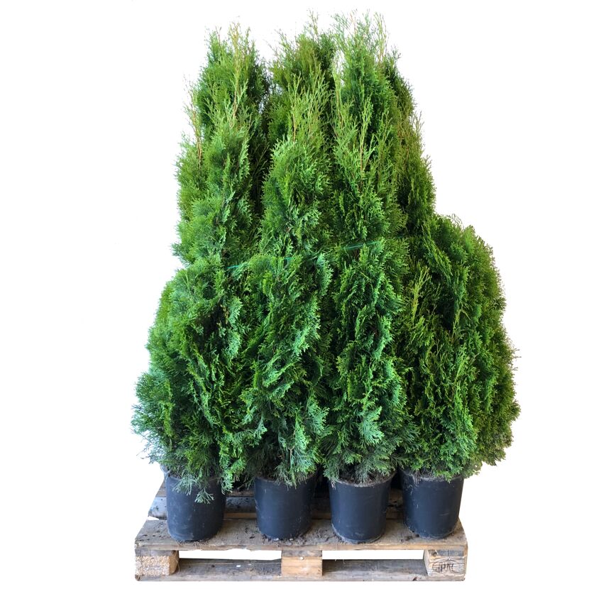 Grüne Thuja Smaragd Lebensbäume auf Palette