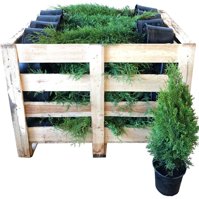 Grüne Thuja Smaragd Pflanzen in Holzkiste und Topf