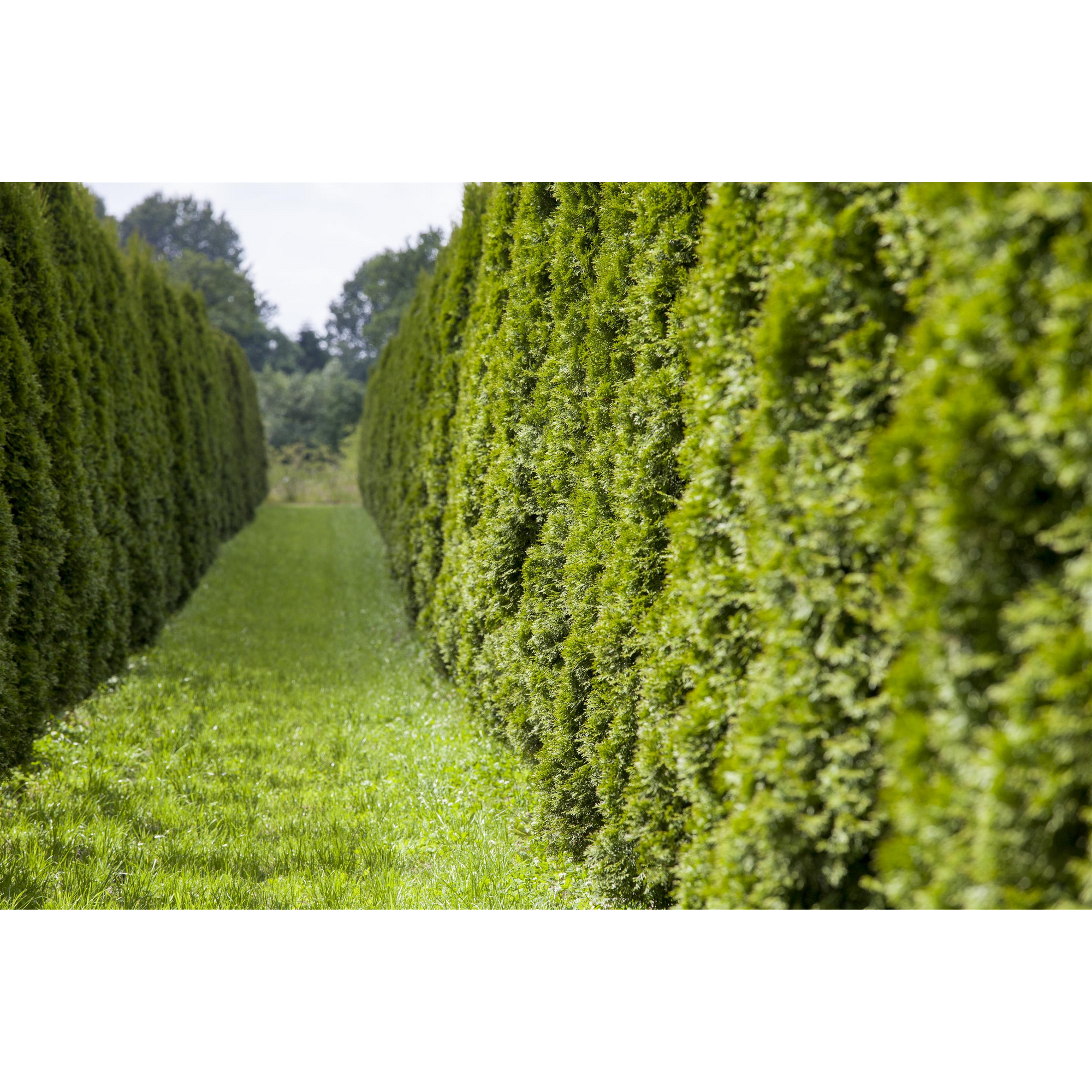 Lebensbaum 'Smaragd' 60-70 cm, 40 Stück + product picture