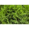 Nahaufnahme von Thuja Smaragd Lebensbaum