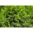 Nahaufnahme von Thuja Smaragd Lebensbaum