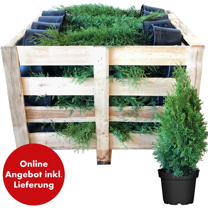 Thuja Smaragd Toom