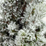 Verkleinertes Bild von Zuckerhutfichte 'Herz' mit Schnee im Dekotopf
