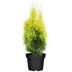 Lebensbaum 'Sunny Smaragd' 60-70 cm, 21 cm Topf