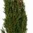 Nahaufnahme von Cupressus Sempervirens Totem