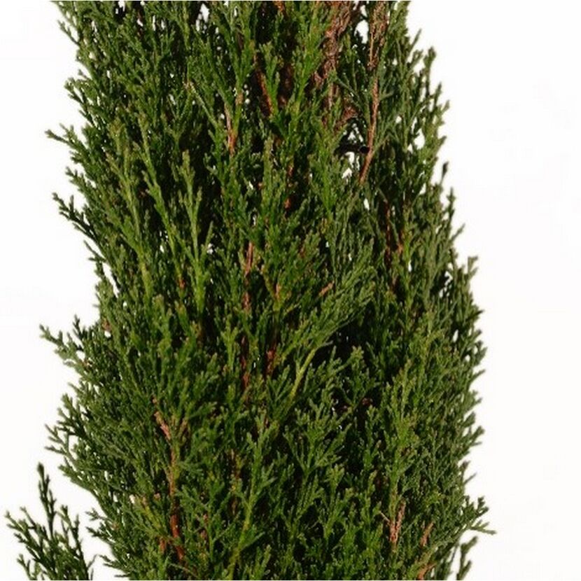 Nahaufnahme von Cupressus Sempervirens Totem