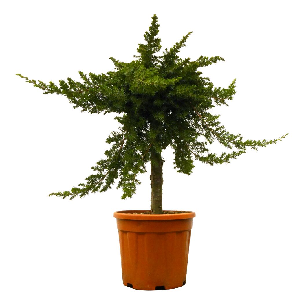 Kleiner Wacholderbaum im Topf