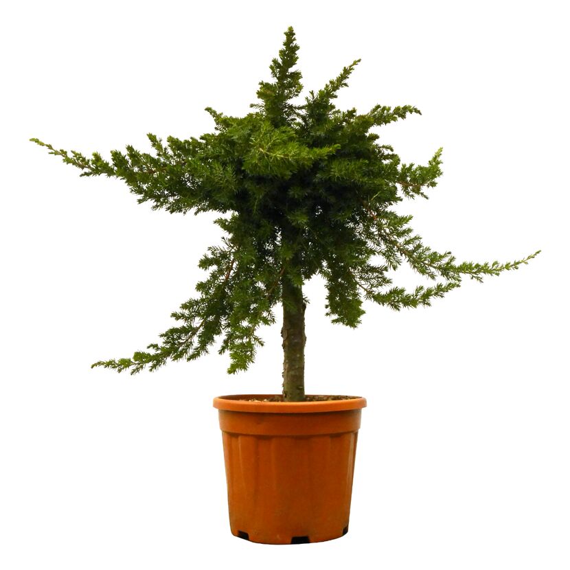 Kleiner Wacholderbaum im Topf