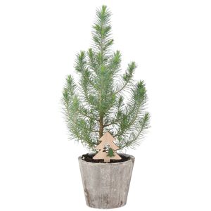 Mittelmeer-Kiefer 'Silver Crest' mit Weihnachtsbaumstecker im Holztopf Ø 12 cm