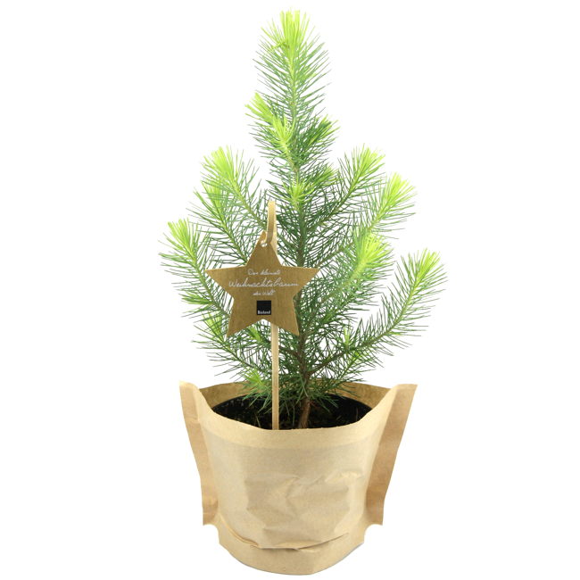 Bild von Bio-Weihnachtspinie 12 cm Topf