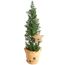 Kleiner Weihnachtsbaum im Topf mit Bioland-Siegel
