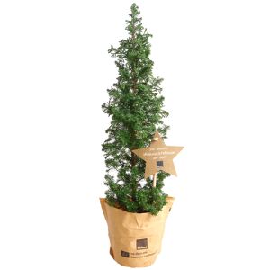 Bio-Weihnachtsbäumchen 'Top-Point' 10 cm Topf