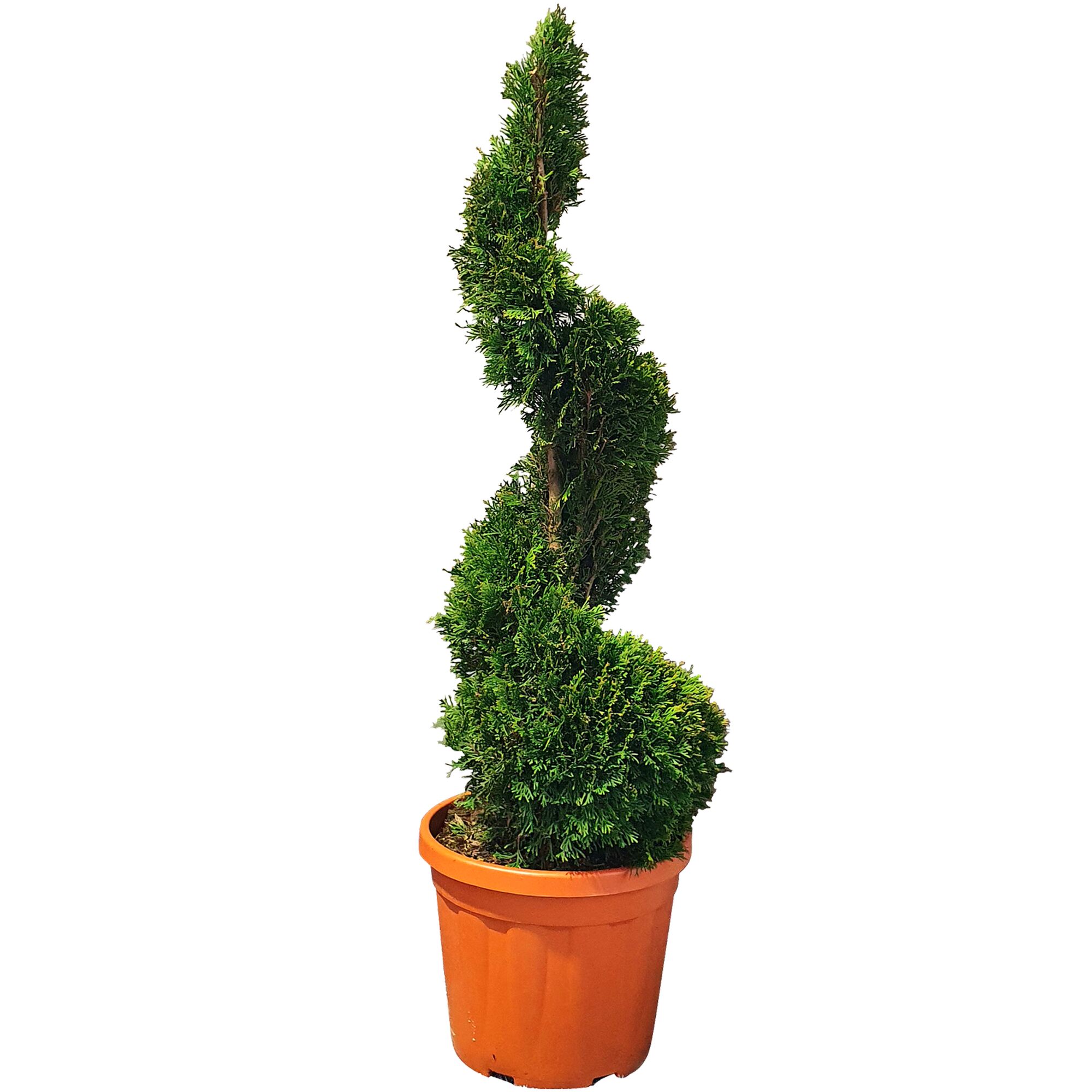 Spiralförmig geschnittener Lebensbaum im Topf