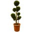 Gelbe Baumzypresse 'Castlew Gold' Ponpon 28 cm Topf