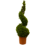 Gelbe Baumzypresse 'Castlew Gold' Spirale 28 cm Topf