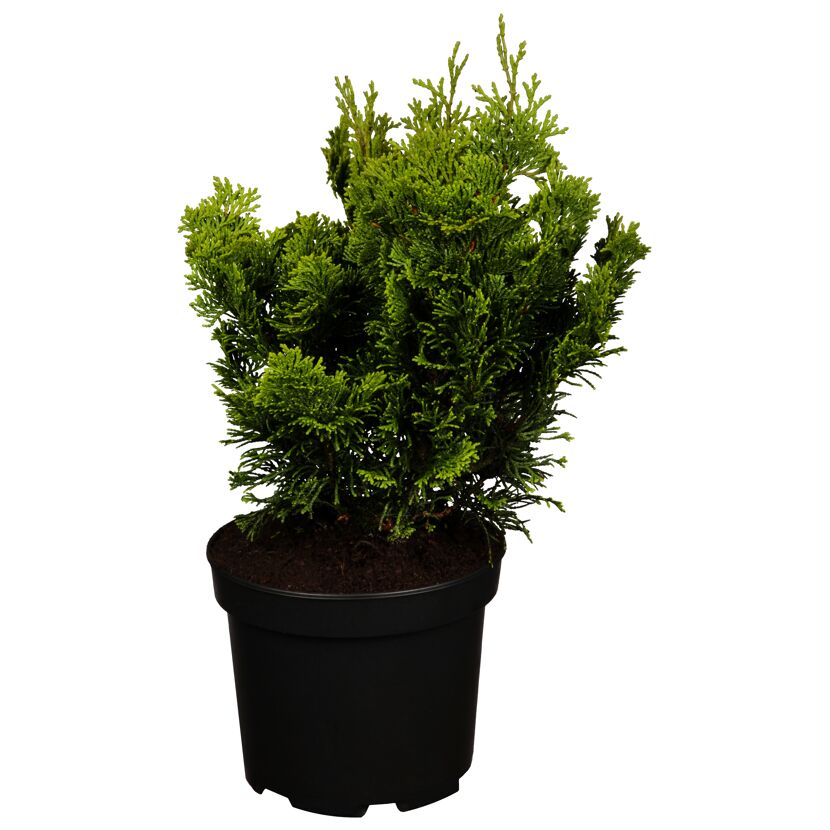 Chamaecyparis Nana Aurea in schwarzem Topf
