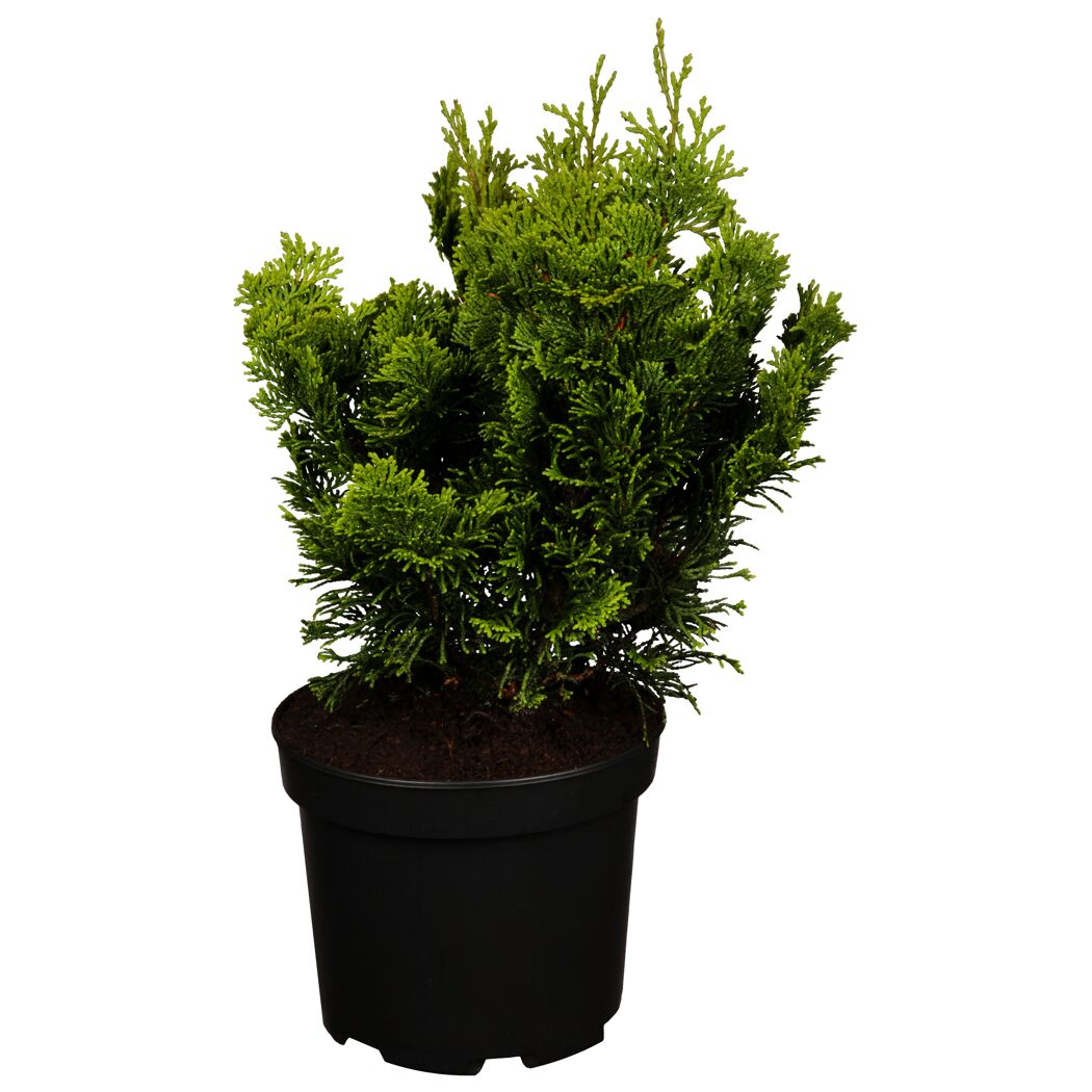 Chamaecyparis Nana Aurea in schwarzem Topf