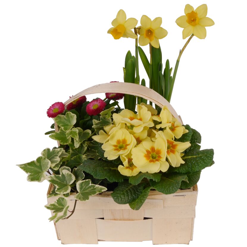 Blumen und Pflanzen in einem Korb