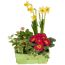 Frühlingsblumen in einem grünen Korb.