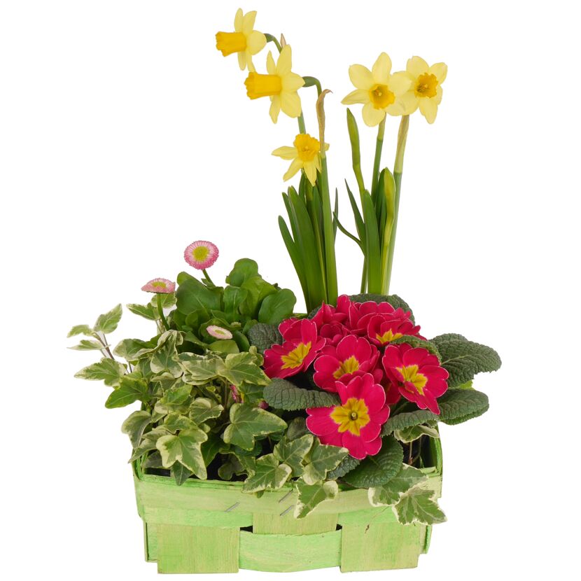 Frühlingsblumen in einem grünen Korb.