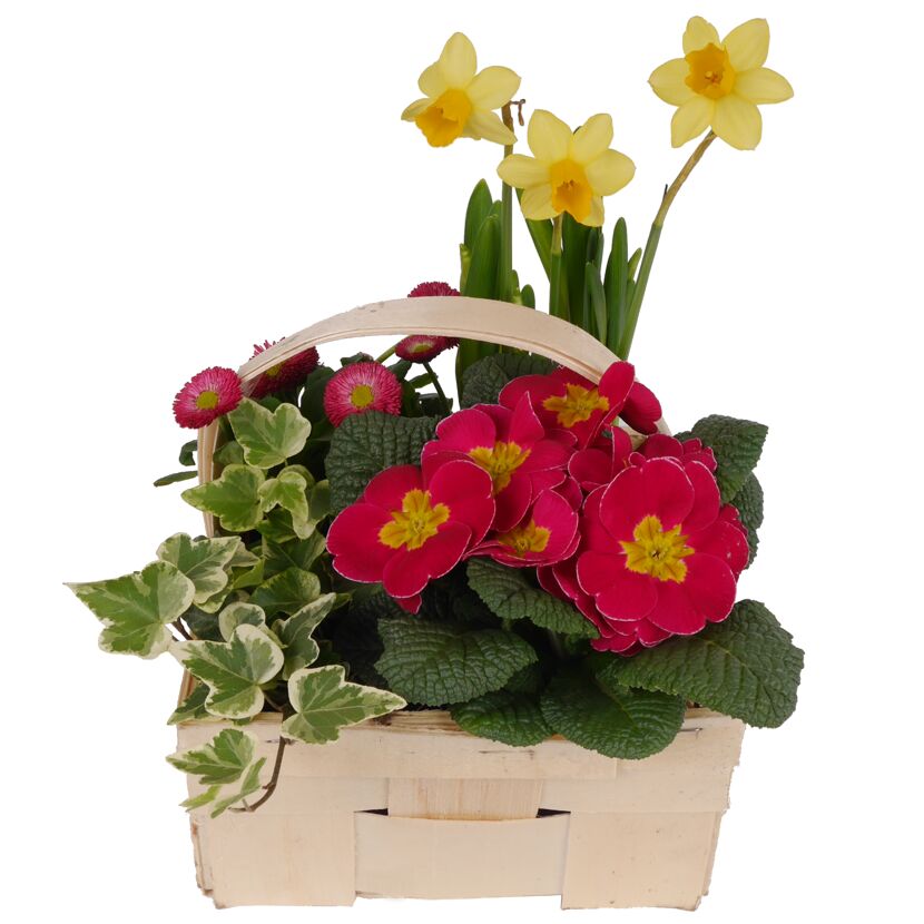 Blumen und Pflanzen in einem Spankorb