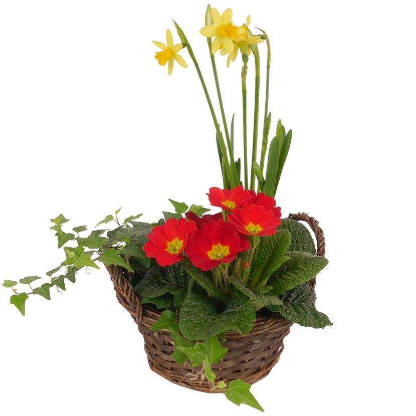 Frühlingsblumen im Weidenkorb