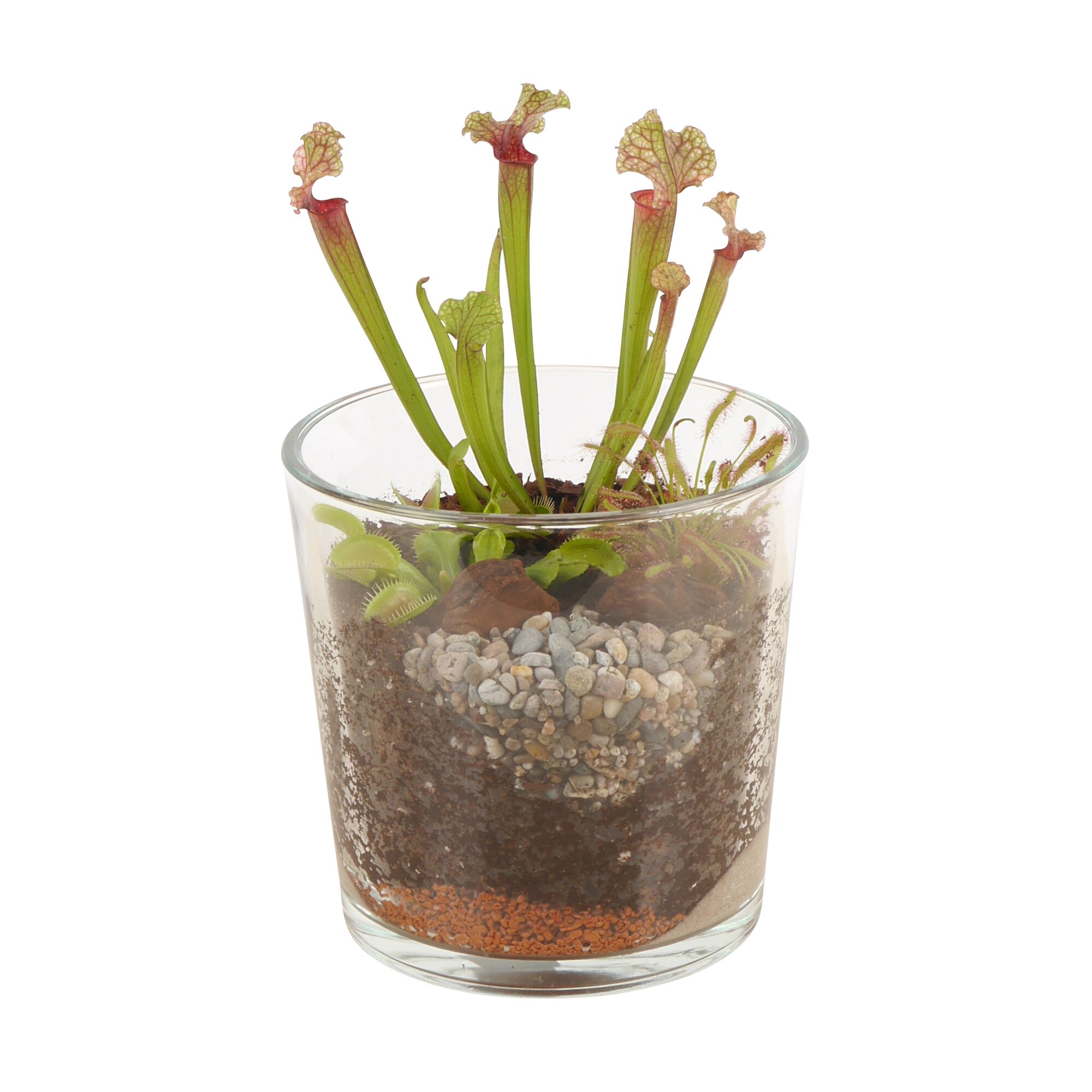 Fleischfressende Pflanzen in einem Glas