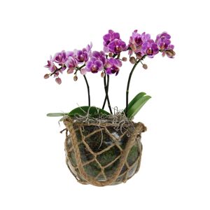 Orchideen-Arrangement 2 violette Orchideen im Glastopf mit Makramee-Netz