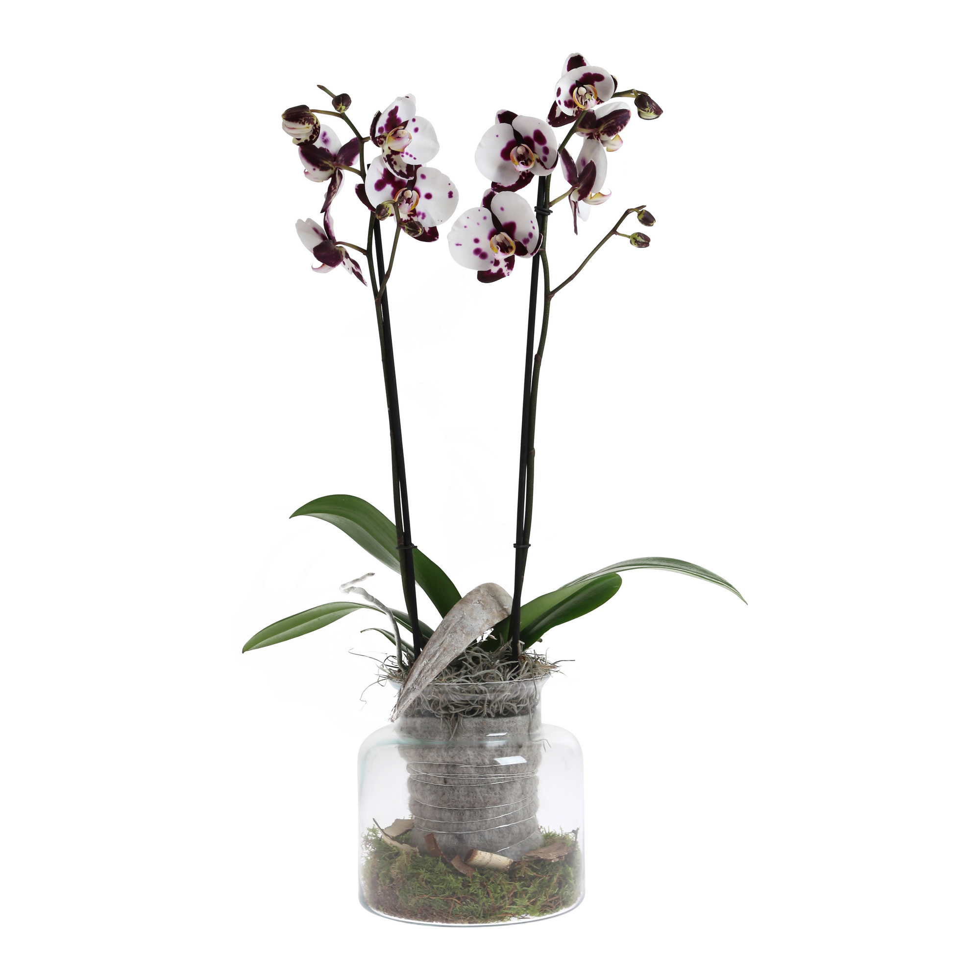Orchidee im glas mit gelkugeln - Die ausgezeichnetesten Orchidee im glas mit gelkugeln ausführlich verglichen!