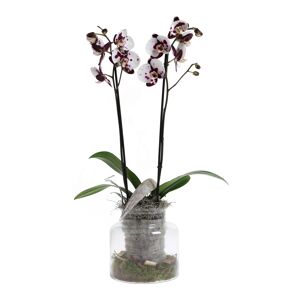 Orchideen-Arrangement 1 weiß-lila Kuhflecken-Orchidee im Glas