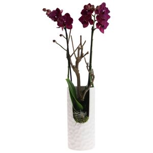 Orchideen-Arrangement 1 violette Orchidee im weißen, hohen Topf