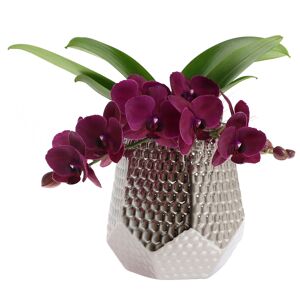 Orchideen-Arrangement 1 violette Orchidee im silberfarbenen Grafik-Übertopf