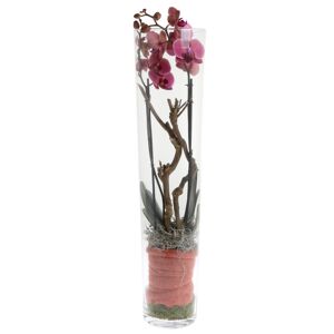 Orchideen-Arrangement 1 kupferrote Orchidee im hohen Glas