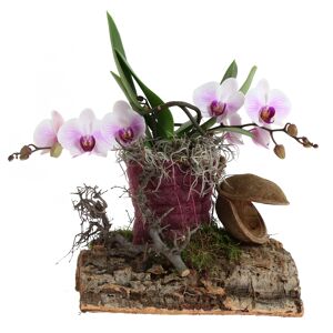 Orchideen-Arrangement 1 weiß-violette Orchidee auf Holz