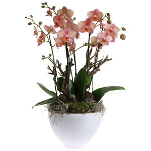 Orchideen-Arrangement 3 rosafarbene Orchideen im weißen Topf