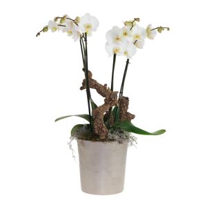 Orchideen-Arrangement 2 weiße Orchideen im hellgrauen Topf