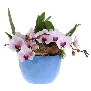Orchideen-Arrangement 2 weiß-violette Pflanzen im blauen Topf