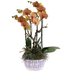 Orchideen-Arrangement 2 gelb-rote Orchideen in weiß-lila gemusterter Schale